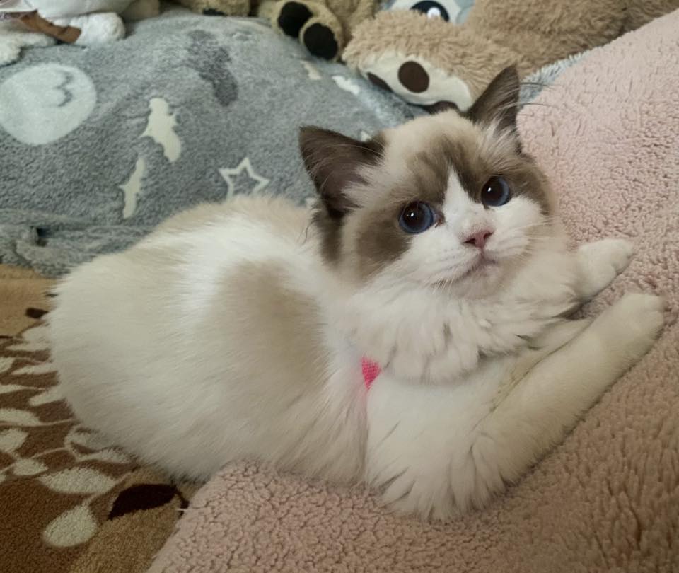 /images/Galeria/Ragdoll Rajongók Rezidenciája/04 Tímea Bók - Menta 2.jpg